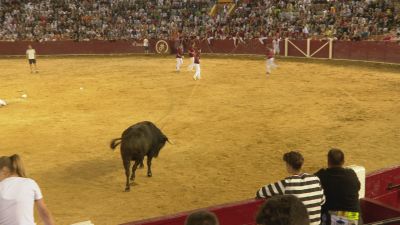 Toro ensogado este lunes en Teruel. / Aragón TV
