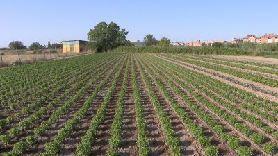 Una plantación de albahaca en Huesca. / Aragón TV