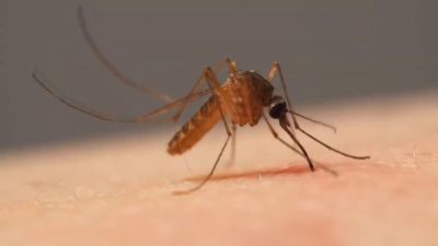 La infección la contraen primero las aves silvestres y migratorias y después se contagia a humanos y caballos. / Aragón TV