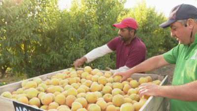 Trabajadores temporeros en Calatorao. / Aragón TV