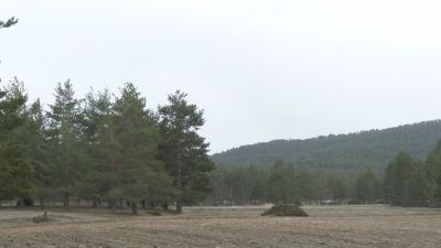 El Ministerio de Política Territorial asigna a Albarracín unas 2.000 hectáreas de bosque. / Aragón TV