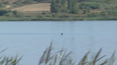 El avetoro común, nombrado 'Ave del Año', es la especie más emblemática de la laguna de Sariñena. / Aragón TV