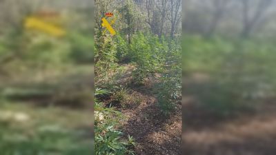 Imagen de la plantación incautada. / Guardia Civil Teruel