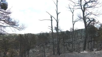Superficie quemada en el incendio de Batea que afectó a Nonaspe. / Aragón TV