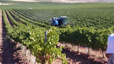Una de las vendimiadoras en un campo de viñas. / E.S.