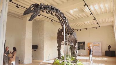 El apatosaurio, expuesto en el patio del palacio de Dampierre, a las afueras de París. / Reuters
