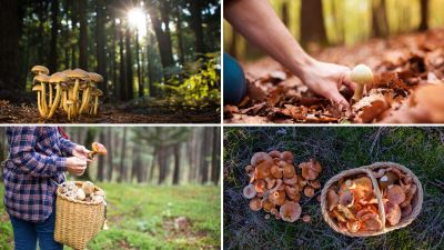 En Aragón existen cerca de 2.400 especies de hongos silvestres. / Canva