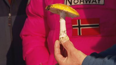 Este fin de semana se han presentado nuevos productos a base de boletus. / Aragón TV