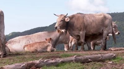 El ganado no podrá exportarse entre cinco territorios de la Península Ibérica. / Aragón Tv