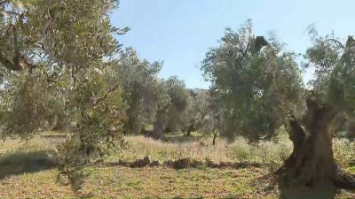 Campo de olivos donados a 'Apadrina un olivo'./ Aragón TV