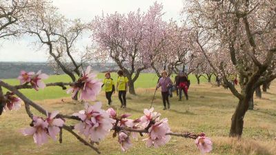 Ruta de de los almendros de Ayerbe (Huesca)./ Aragón TV