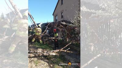 Estado en el que ha quedado la casa tras la caída del árbol. / DPH