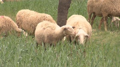 Ovejas pastando en un campo de Torrecilla de Alcañiz. / Aragón TV