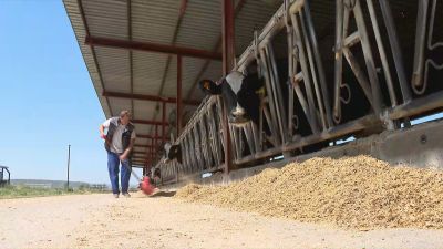 Esta granja de vacas de leche en Albalate de Cinca (Huesca) se vio muy afectada por el gran apagón. / Aragón TV