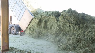 La campaña de la alfalfa deshidratada empieza en el mes de abril. / Aragón TV