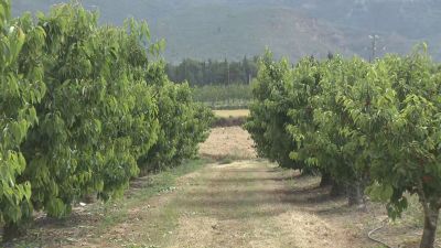 37 peritos evalúan este lunes siniestros en el campo aragonés. / Aragón TV