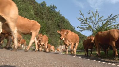 Ovejas y vacas pasan el verano en zonas altas donde los pastos son más frescos. / Aragón TV