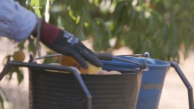 El trabajador fallecido trabajaba en la recogida de la fruta. / Archivo Aragón TV