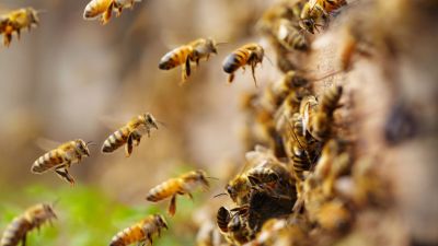 Un hombre ha fallecido en Alcaine por el ataque de abejas. / Canva