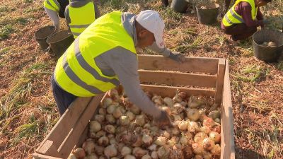 Recogida de cebolla en Fuentes de Ebro. / Aragón TV