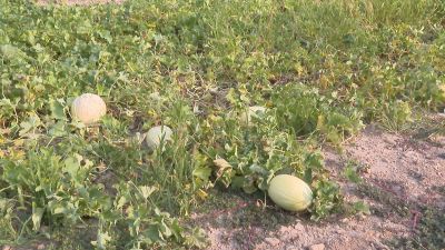 En la finca de Gardeniers acaban de recoger 2.000 kilos de melón blanco. / Aragón TV