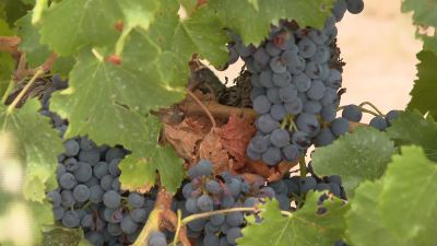En esta temporada de vendimia participarán 700 viticultores de hasta 14 bodegas / Aragón TV