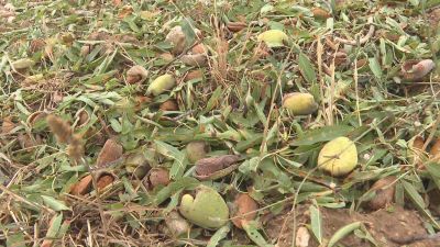 Imagen de la olivos destrozados en Castellote / Aragón TV