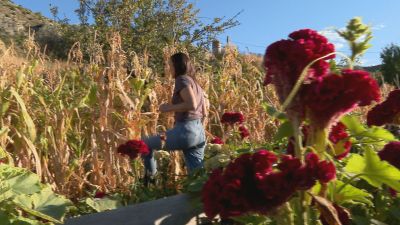 Plantas procedentes de semillas prestadas y conservadas en Alcorisa./ Aragón TV