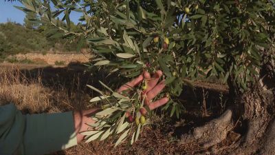 Un olivo en Valjunquera. / Aragón TV