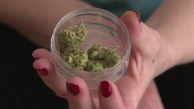 El cannabis podrá ser dispensado en los hospitales para tratamientos contra el dolor. / Aragón Tv