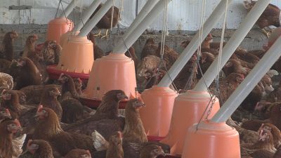 El Ejecutivo autonómico confirmó este lunes la presencia de esta enfermedad vírica en ejemplares fallecidos de aves silvestres. / Aragón TV