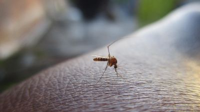 En Aragón se han registrado ocho casos de dengue en lo que va de año. / Pixabay
