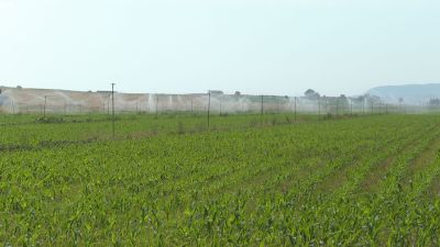 Campos de regadío. / Aragón TV