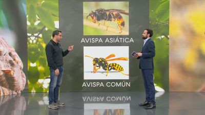Nacho Orensanz, gerente de la empresa Quimera, en el plató de Buenos Días. / Aragón TV