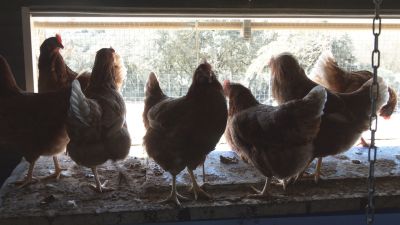 En Aragón, se ha prohibido la cría de aves de corral en el exterior. / Aragón TV