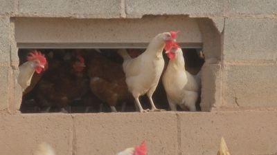 Aragón ya aplicaba el confinamiento de las aves de corral desde finales de octubre. / Aragón TV