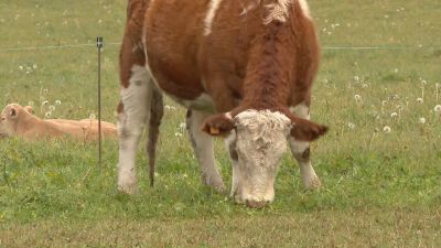 Los ganaderos de Benasque atribuyen los abortos de sus vacas a las heces de perros. / Aragón TV