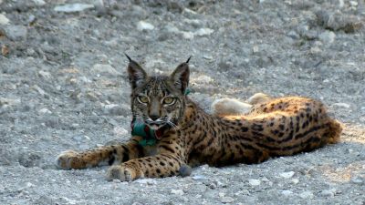 El lince ibérico es una especie catalogada en peligro de extinción. / Archivo JCYL EUROPA PRESS
