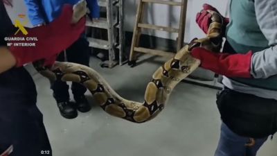 El SEPRONA incauta dos serpientes en un domicilio de Zaragoza. / Guardia Civil