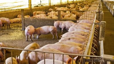 Un explotación ganadera de porcino. / Aragón TV