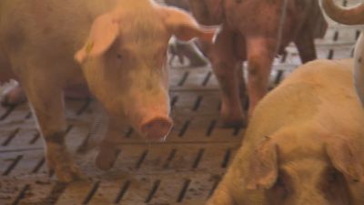 El Gobierno de Aragón reclama que la reunión se convoque de inmediato. / Aragón TV