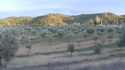 El suceso afectó a 33.000 hectáreas de olivar / Aragón TV