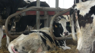 Se quiere ampliar la vacunación de dermatosis nodular a nuevas zonas de Aragón. / Aragón TV
