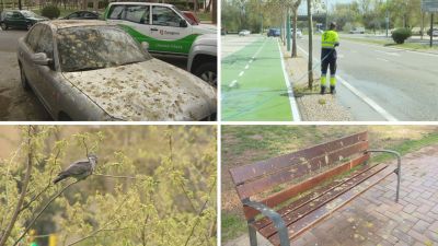 La paloma torcaz causa problemas de suciedad en Zaragoza. / Aragón TV