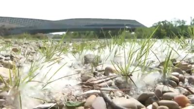 Llega la temporada alta de las alergias primaverales con el polen de las gramíneas y el olivo. / Aragón Tv