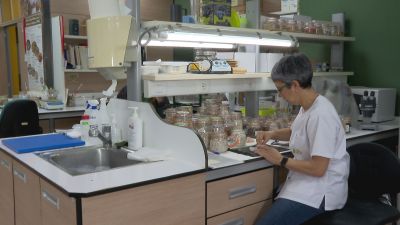 El Centro de Investigación y Tecnología Agroalimentaria de Aragón ha liderado el proyecto de recuperación de esta legumbre. / Aragón TV
