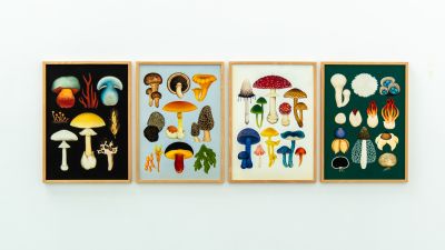 Una exposición recorre la huella de las mujeres en la historia de la ilustración botánica. |  Chema Gracia