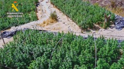 La plantación se encontraba distribuida en 9 bancales, en una zona que dificultaba las labores de vigilancia y acceso. / GC