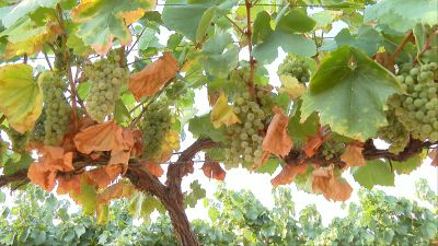 A 10 días de empezar a vendimiar, las uvas son de un tamaño más pequeño y sus hojas están muy secas