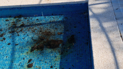 Estiércol encontrado en uno de los vasos de las piscinas de Almudévar.